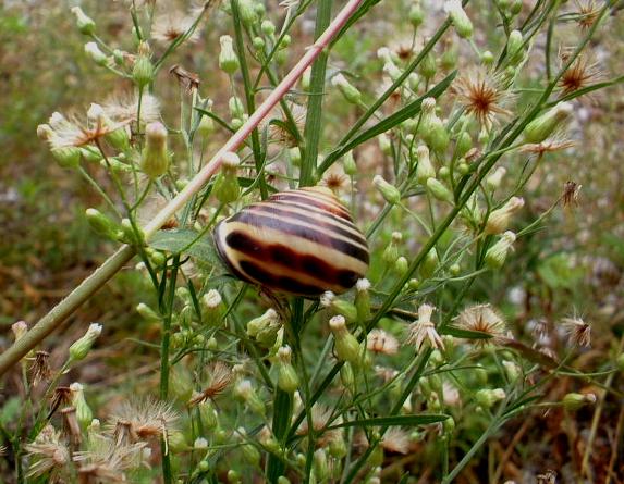 Cepaea nemoralis